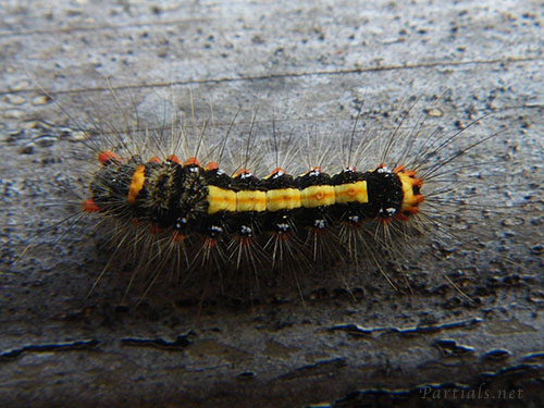 ゴマフリドクガ幼虫