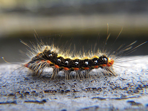 ゴマフリドクガ幼虫