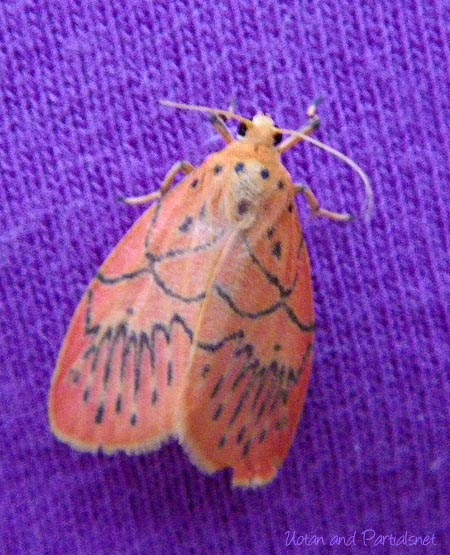 ハガタベニコケガ