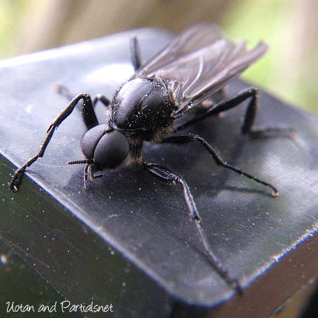 ハグロケバエ♂