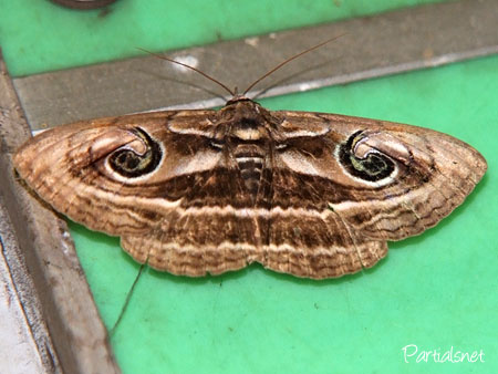 ハグルマトモエ