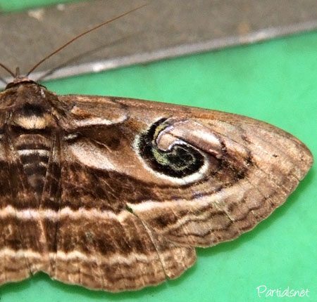 ハグルマトモエ