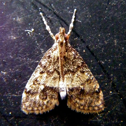 ハイイロホソバノメイガ