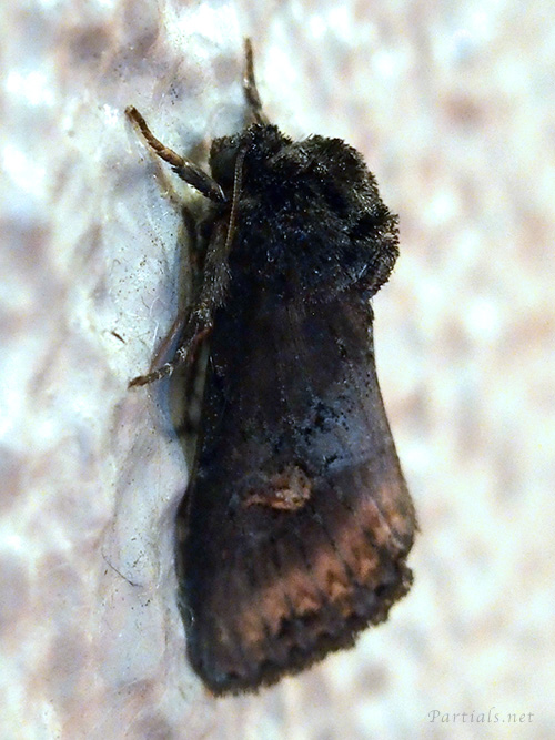 ハマオモトヨトウ