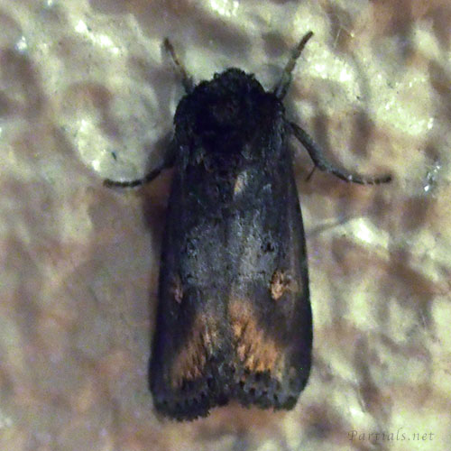 ハマオモトヨトウ