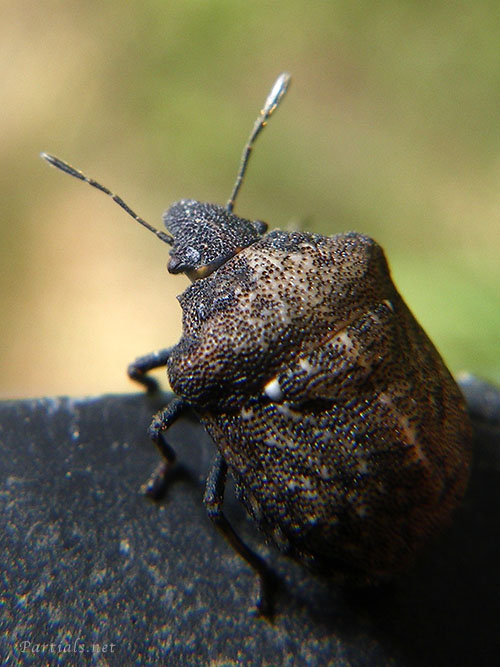 ハナダカカメムシ