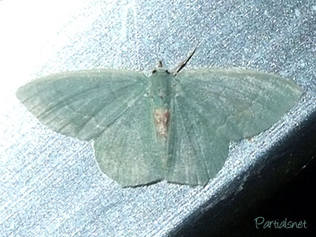 ホソバハラアカアオシャク？