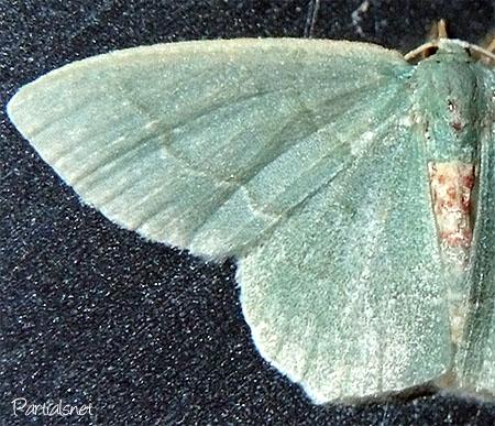 ホソバハラアカアオシャク？