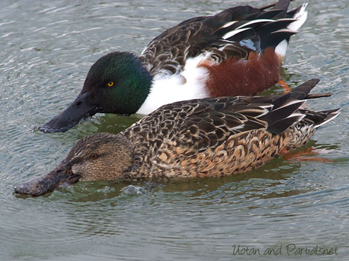 ハシビロガモ♂と♀