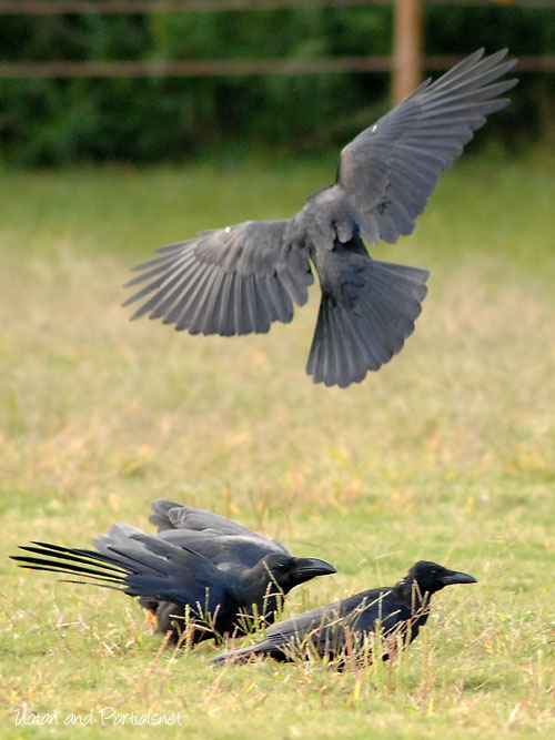 ハシボソガラス