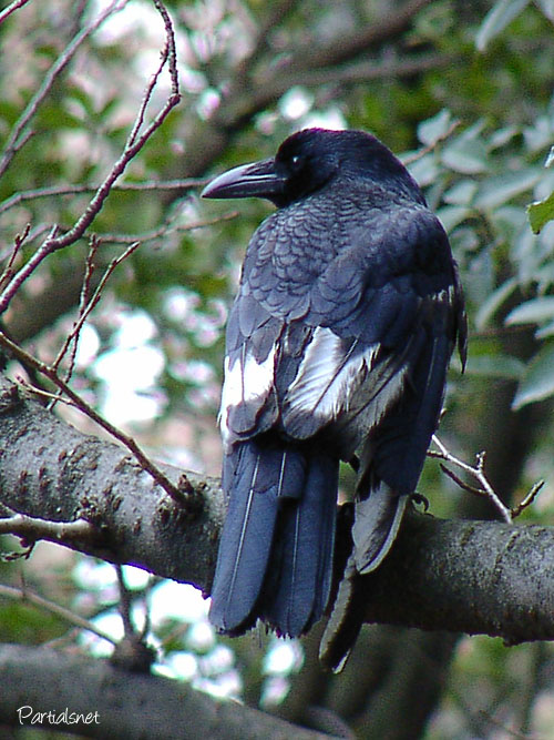 ハシブトガラス白化個体