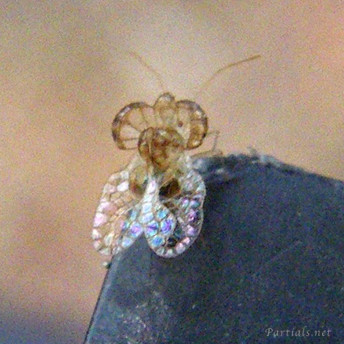 ヘクソカズラグンバイ