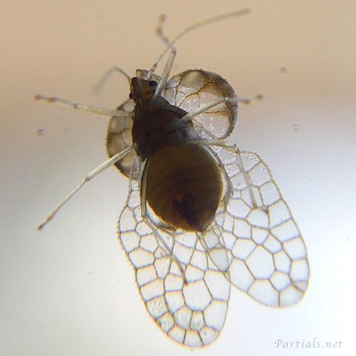 ヘクソカズラグンバイ