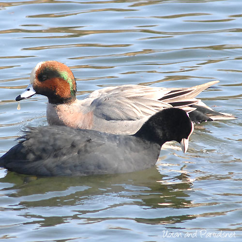ヒドリガモ×アメリカヒドリ