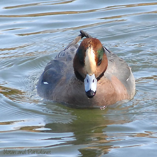ヒドリガモ×アメリカヒドリ