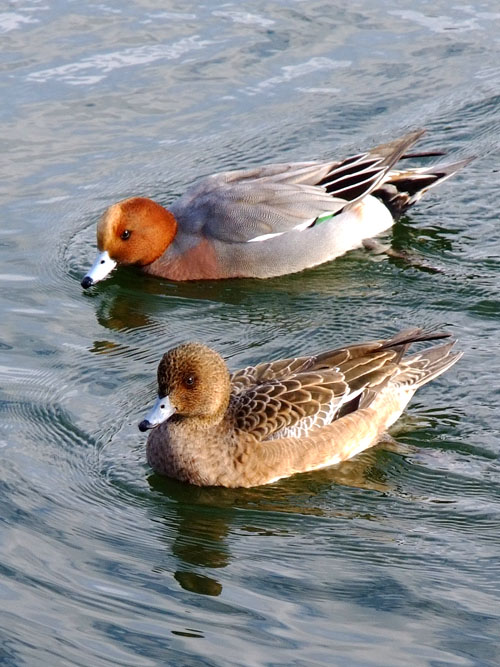ヒドリガモ♂と♀
