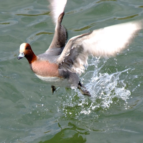 ヒドリガモ♂の飛翔
