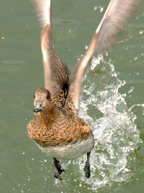 ヒドリガモ♂の飛翔