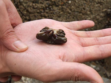 ヒヅメガニの大きさ