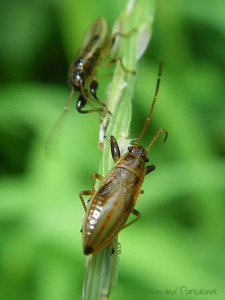 ヒゲナガカメムシ幼虫