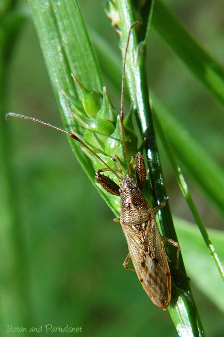 ヒゲナガカメムシ