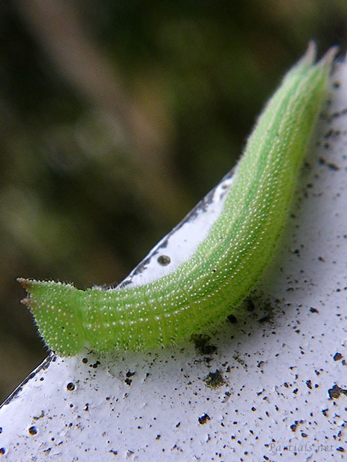 ヒカゲチョウ幼虫