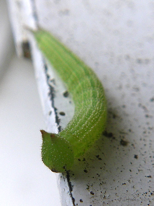 ヒカゲチョウ幼虫