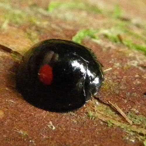 ヒメアカホシテントウ