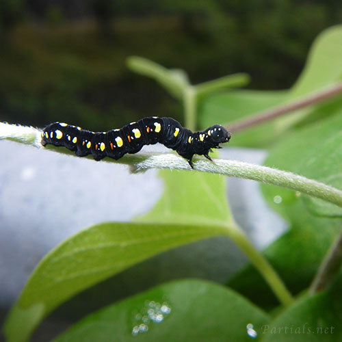 ヒメエグリバ幼虫