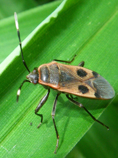 ヒメホシカメムシ