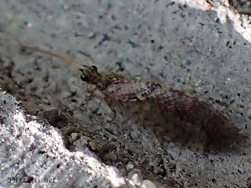 チャバネヒメカゲロウsp