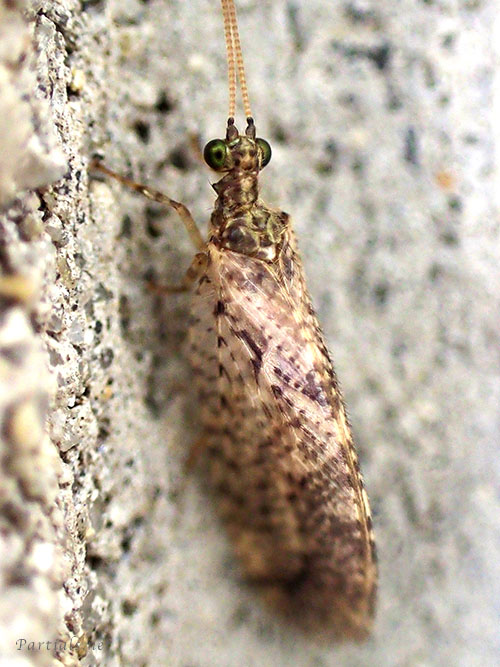 チャバネヒメカゲロウsp