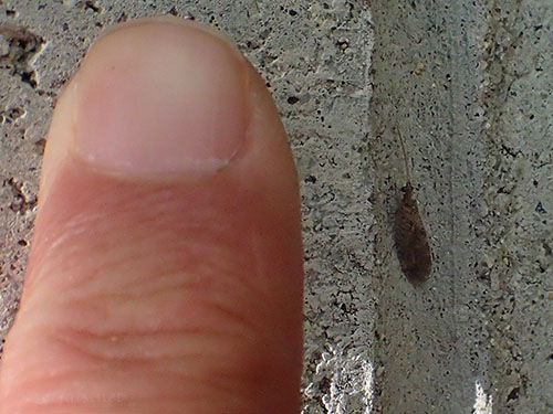 チャバネヒメカゲロウsp