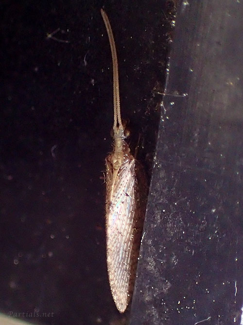 チャバネヒメカゲロウsp