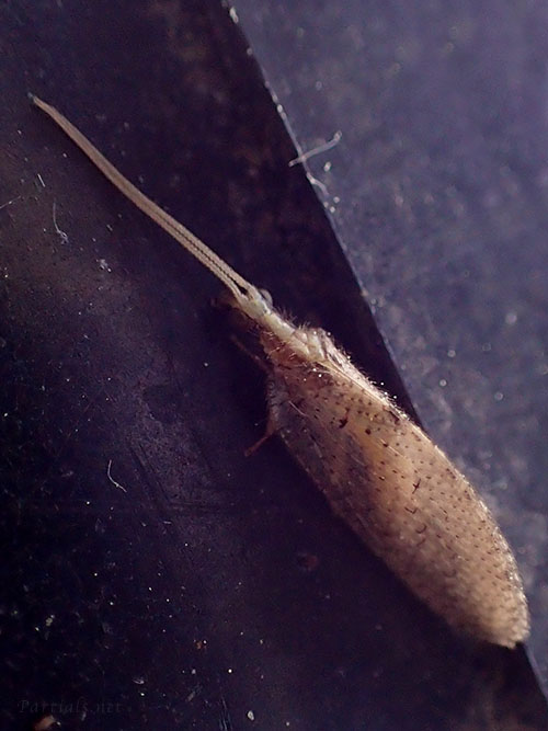 チャバネヒメカゲロウsp