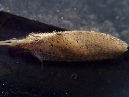 チャバネヒメカゲロウsp