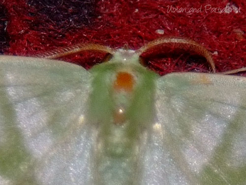 ヒメカギバアオシャク