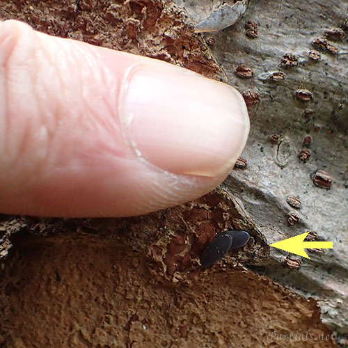 ヒメクダマキモドキ卵