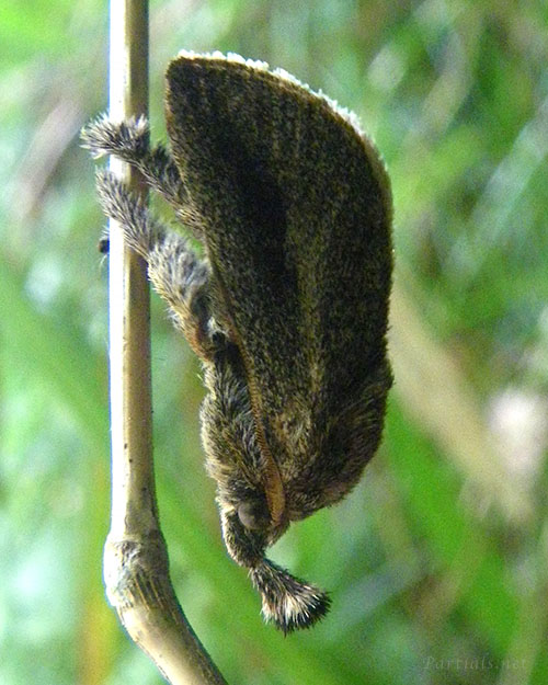 ヒメクロイラガ