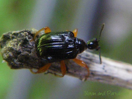 ヒメクロオトシブミ