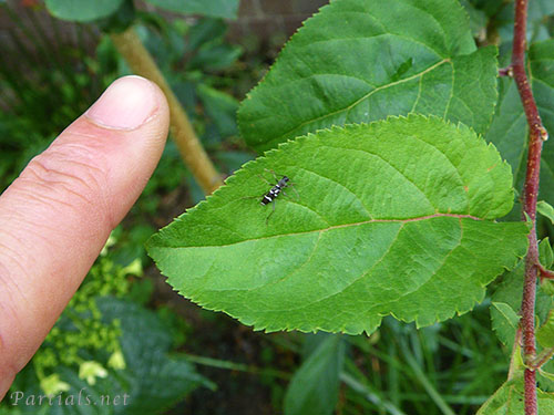 ヒメクロトラカミキリ