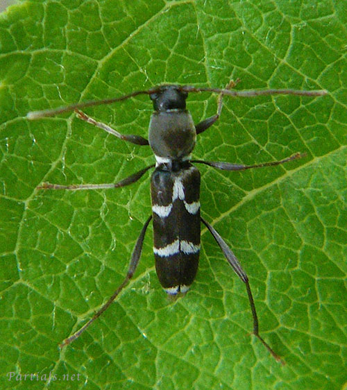 ヒメクロトラカミキリ