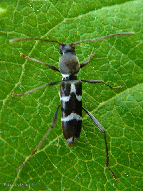 ヒメクロトラカミキリ