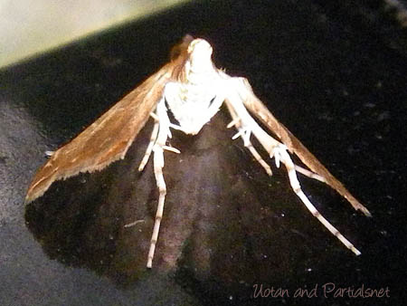 ヒメマダラミズメイガ