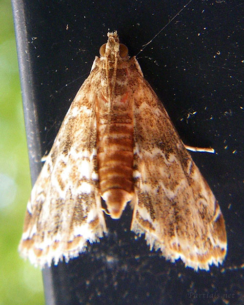 ヒメマダラミズメイガ