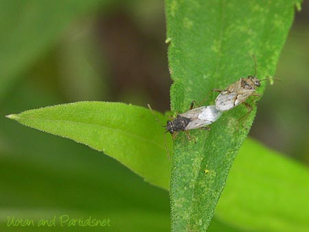 ヒメナガカメムシの一種