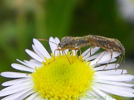 ヒメナガカメムシの一種