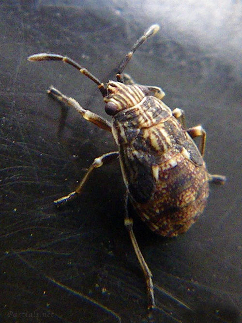 ヒメナガカメムシの一種