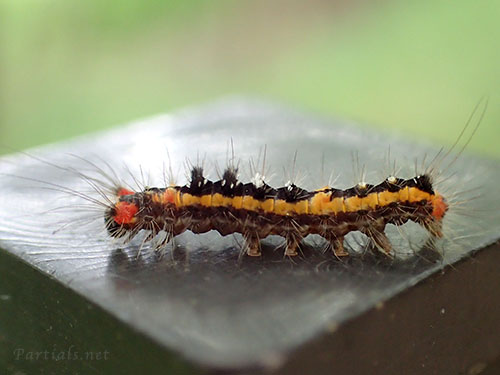 ヒメシロモンドクガの幼虫