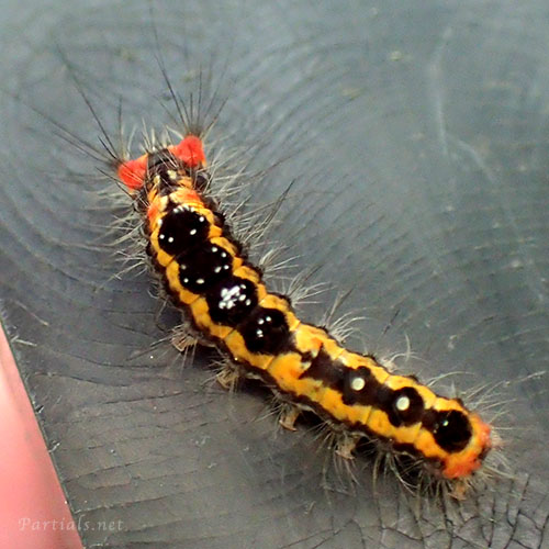 ヒメシロモンドクガの幼虫